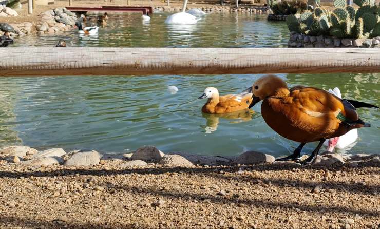 lago, patos, aves, parque la era de las aves, zoo valladolid